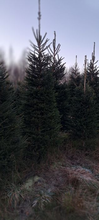 Choinki z plantacji 2,5-4 metry DUŻE.