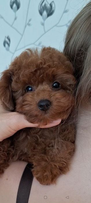 Продаж цуценята той пудель Ред Браун
