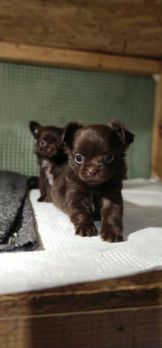 Д/ш чихуахуа длинношерстные щенки