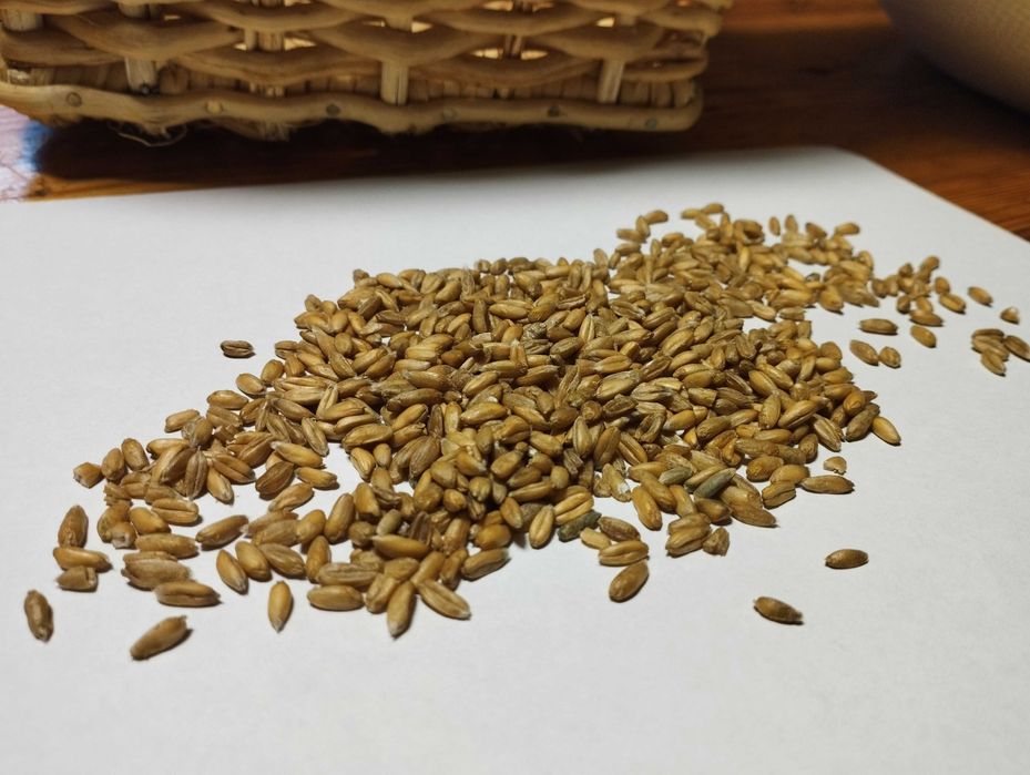 Orkisz ziarno ekologiczne z certyfikatem 10kg na mąkę