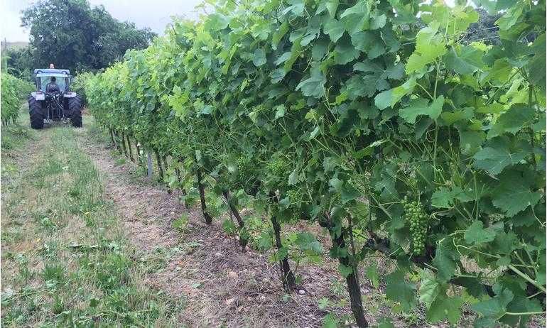 Desfolhadora Orizzonti Tornado 500 (TRD)