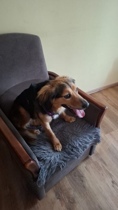 Mała Lili nadal szuka domu!