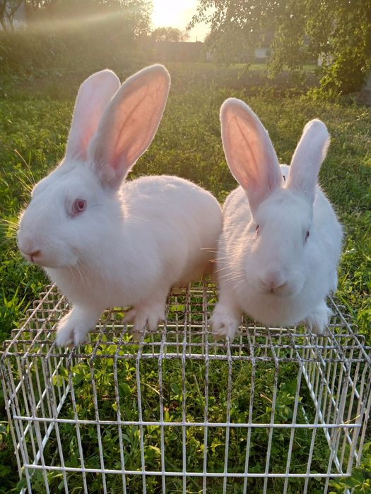 Продам кролі білий панон
