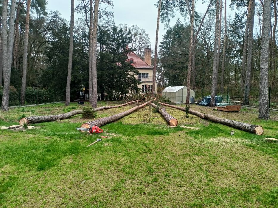 Wycinka drzew pilarz