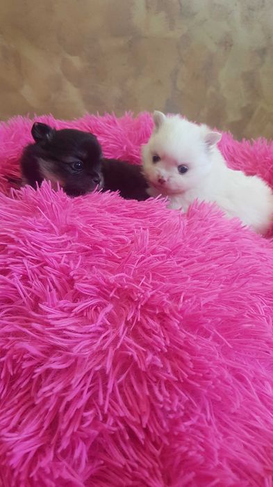 Śliczne szczeniaki szpic pomeranion