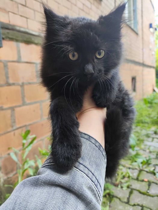 кошенята в теплі обійми