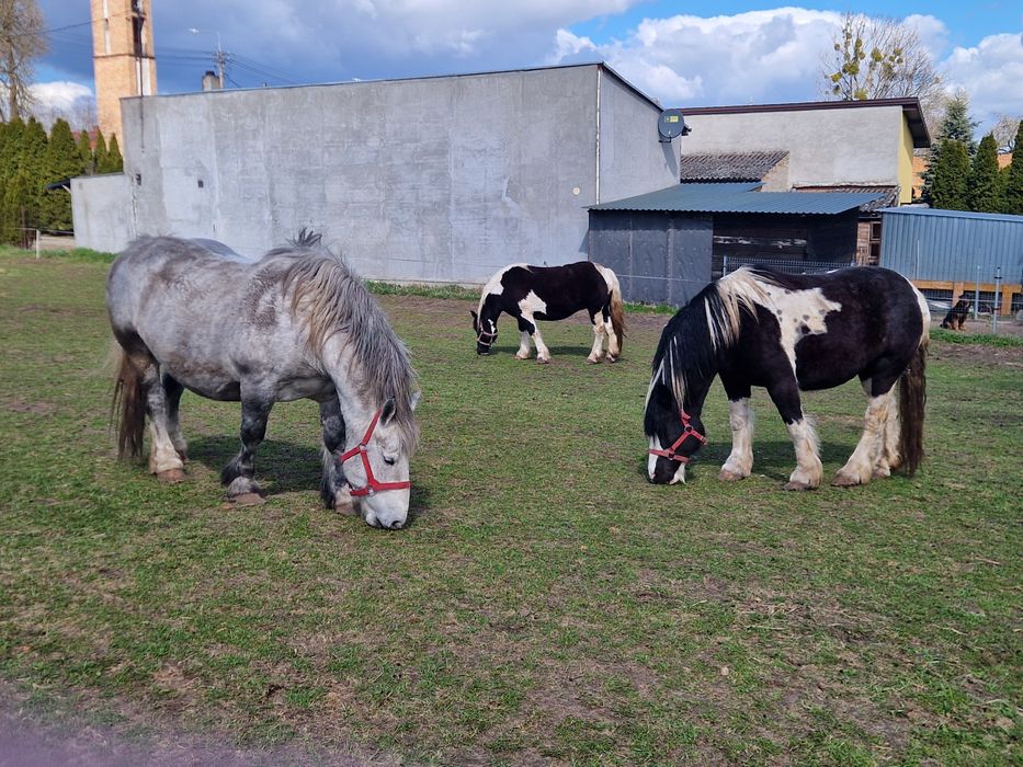 Sprzedam Klacze PKZ !