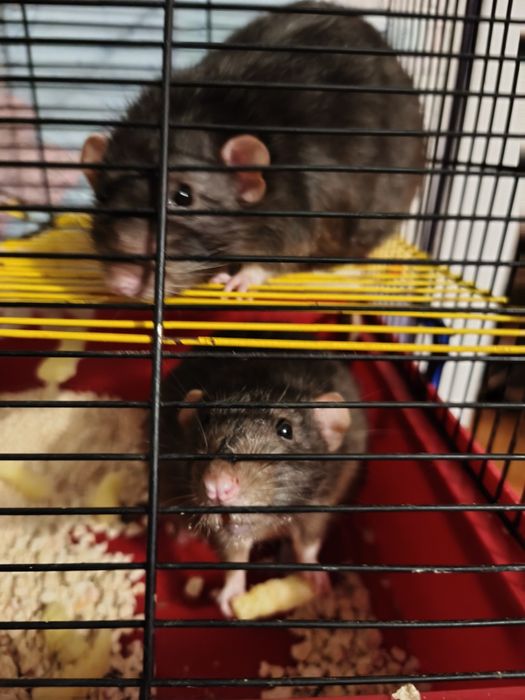 Віддам двох пацюків в гарні руки