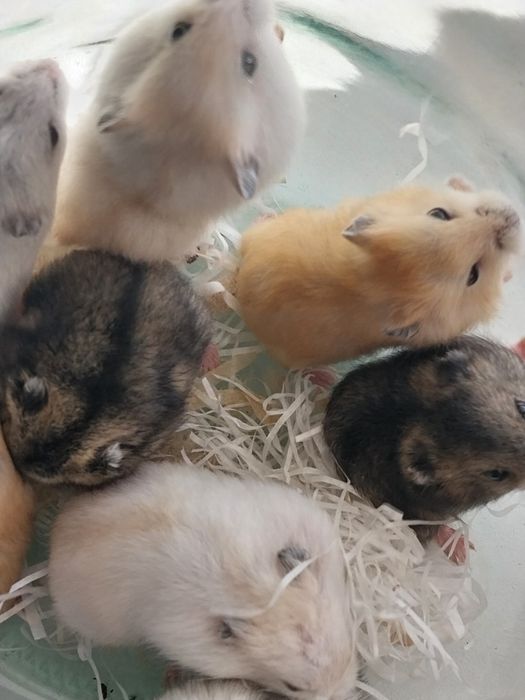 Хом'ячки домашні