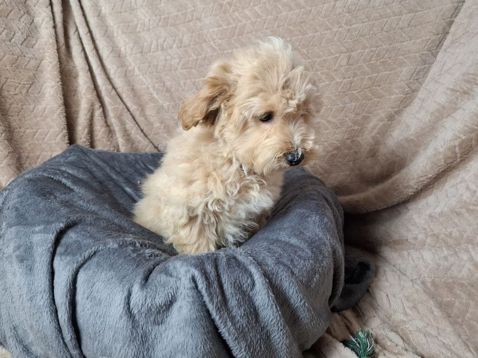 Maltipoo piesek gotowy do odbioru