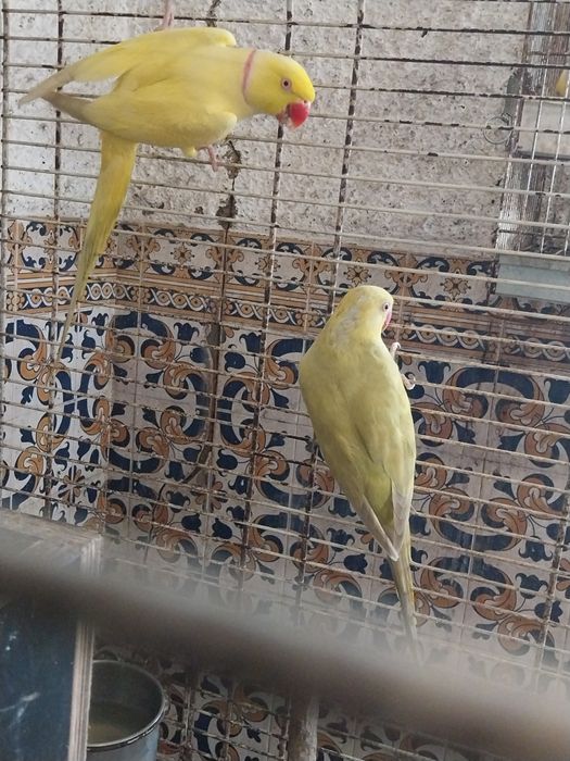 Casal ring necks adultos 3 anos