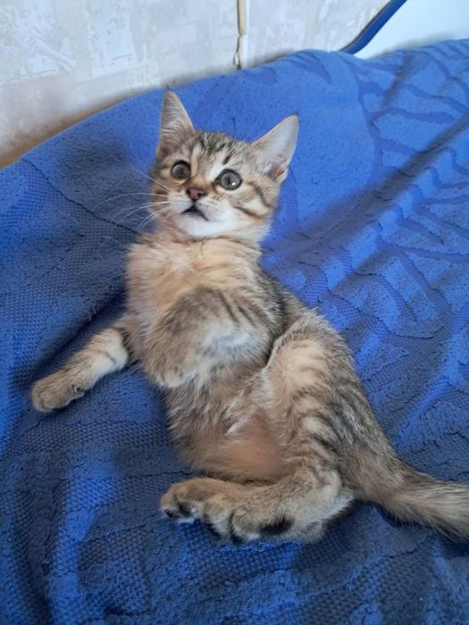 Маленькая радость