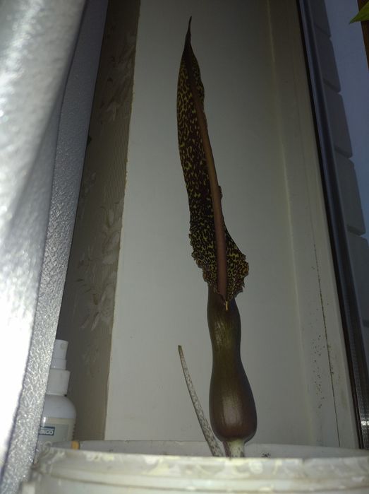 Сауроматум клубни 1 шт