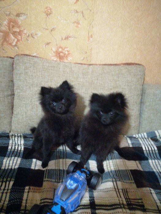 Продам щенка шпица мальчика