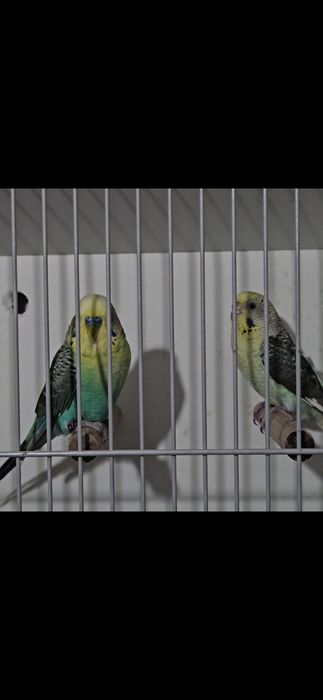 Aves para cedência