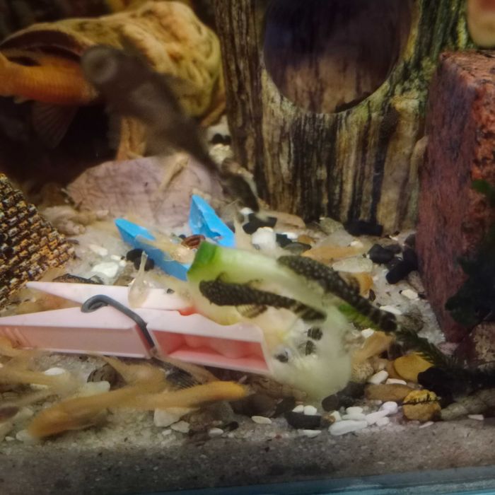 Sprzedam młode glonojady