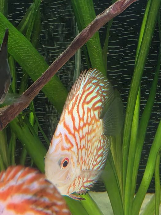 Discus Pigeon Red Stone