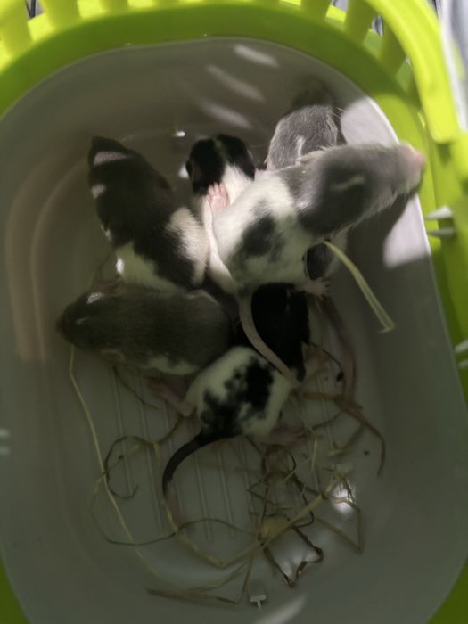 Szczurki  dumbo samce