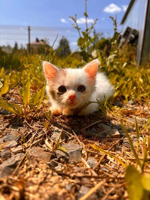 Mały kotek do adopcji. Za darmo. Oddam kota