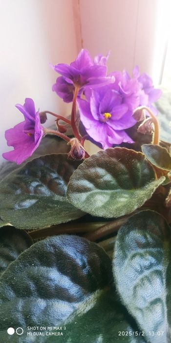 ФИАЛКИ в горшках