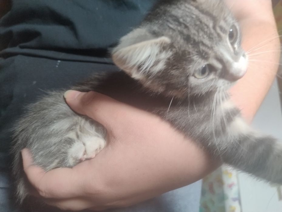 Отдам котят в семью