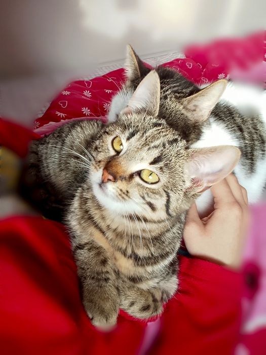 Rysia szuka chaty :))