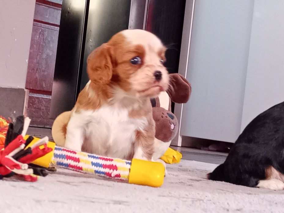 Suczka  urocza spaniel