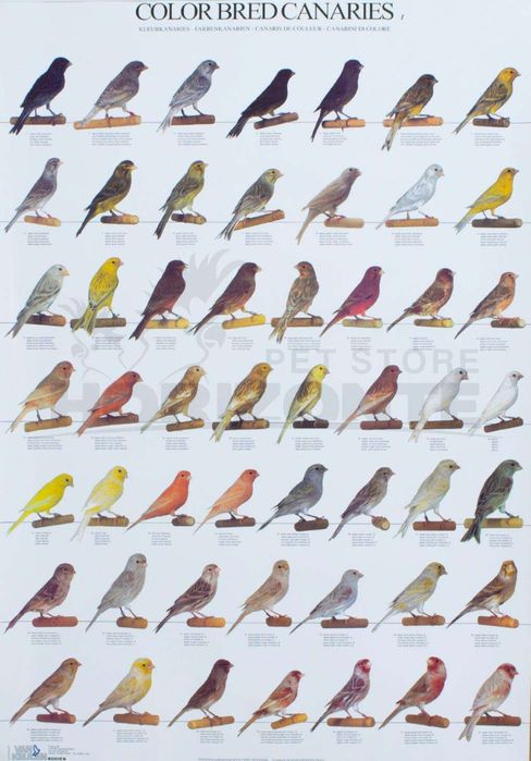 Poster Canários de cor