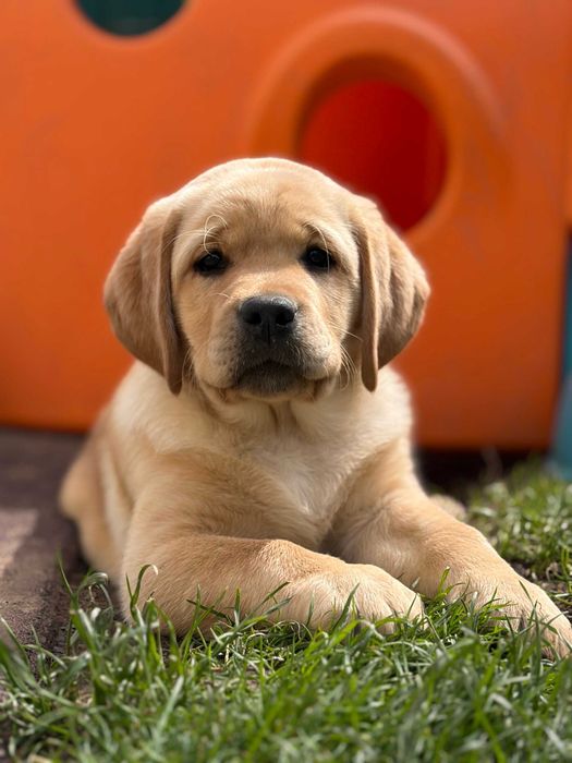 labrador retriever szczeniak samiec