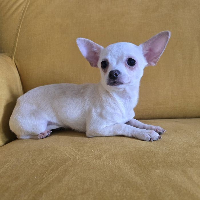 Chihuahua  suczka beżowa komplet szczepień