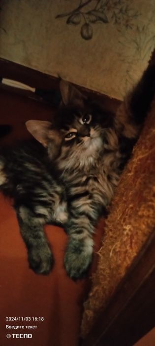 Мейн Кун котята ну очень крупный помет