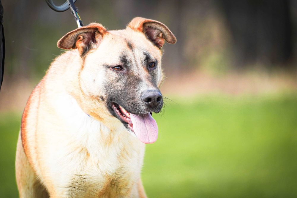 ROSA - duża, łagodna , wesoła sunia