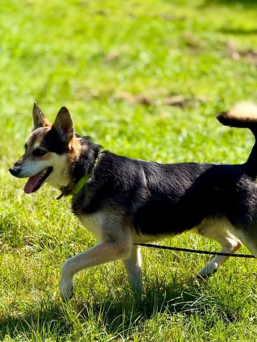 Tango szuka swojego człowieka!