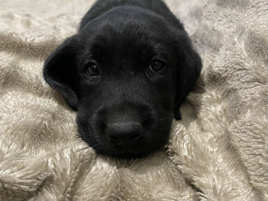 Цуценя лабрадора бронюваня