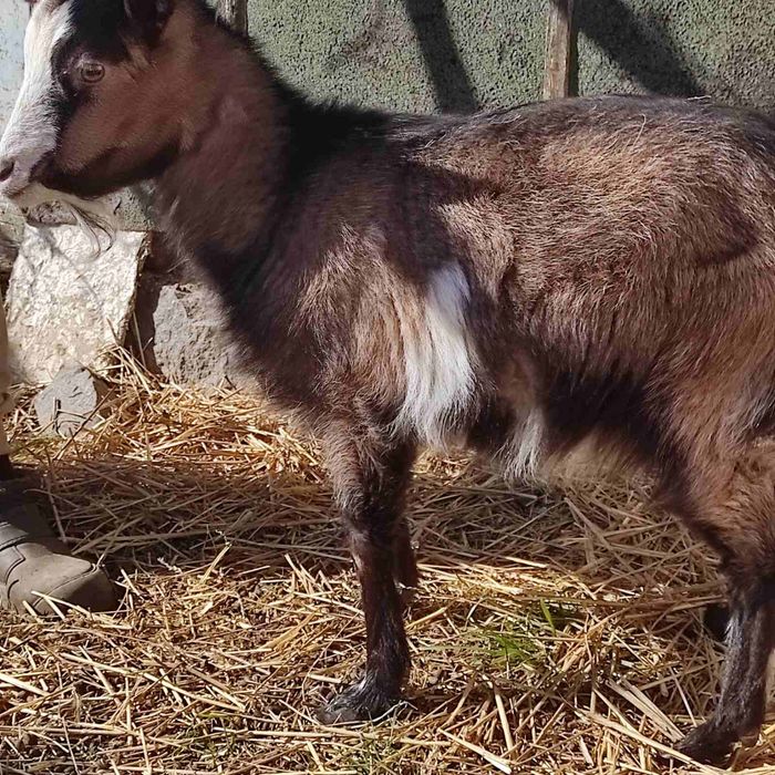 Продається коза ламанча 1,5 роки