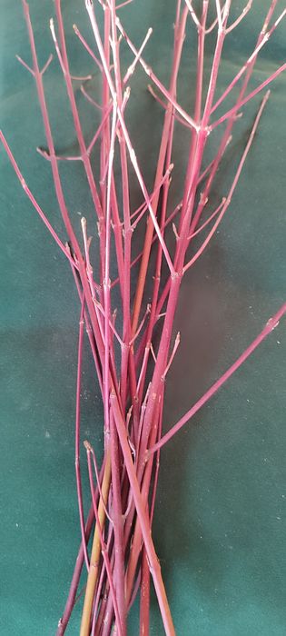 Гілка дерен веточки дёрна  красные