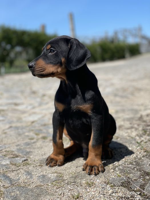 Dobermann cor preta