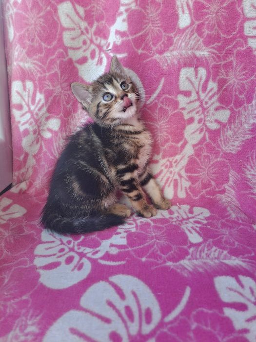 Гарненька шотландська дівчинка