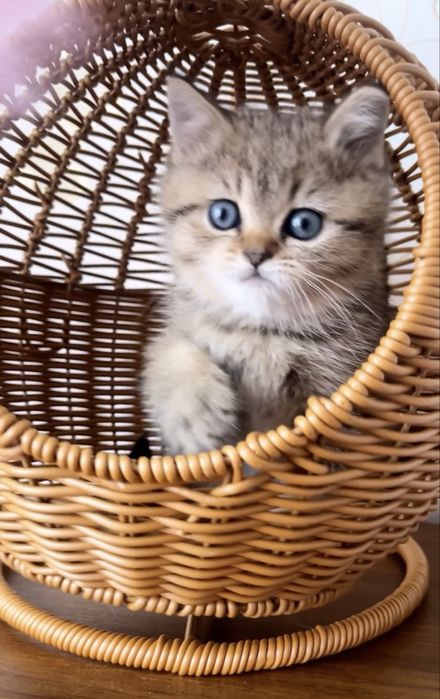 Чудо котик чекає на вас