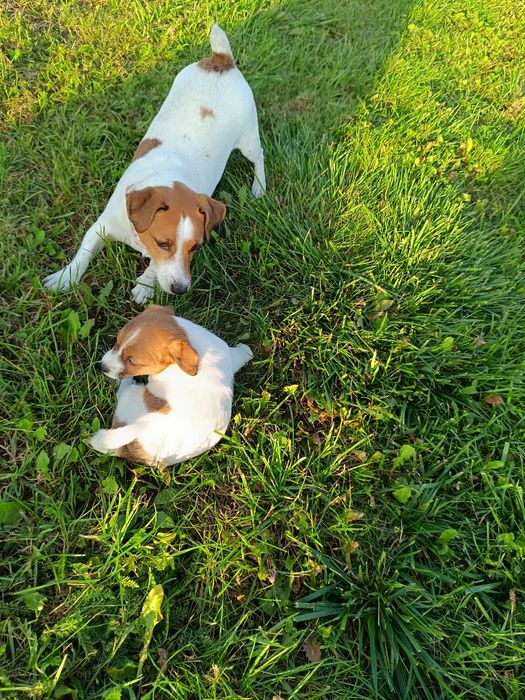 Jack Russell Terrier