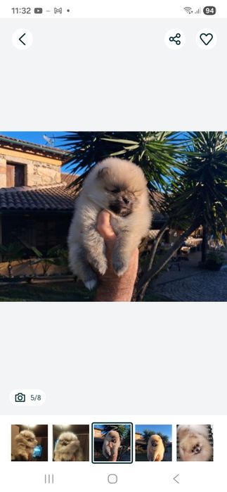 Spitz Fêmea miniatura com lop