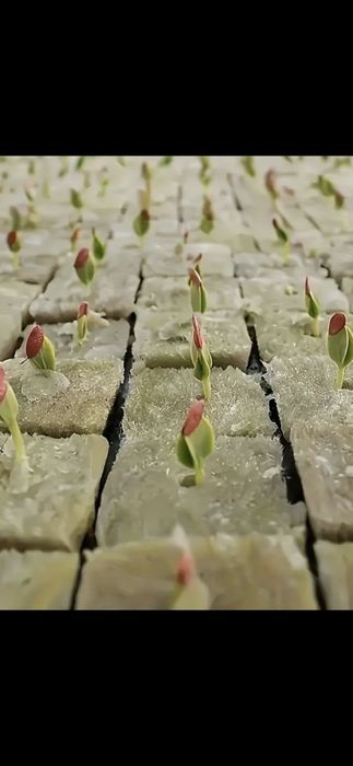 Kostki do sadzenia. Wełna mineralna. Podłoże. Sadzonki