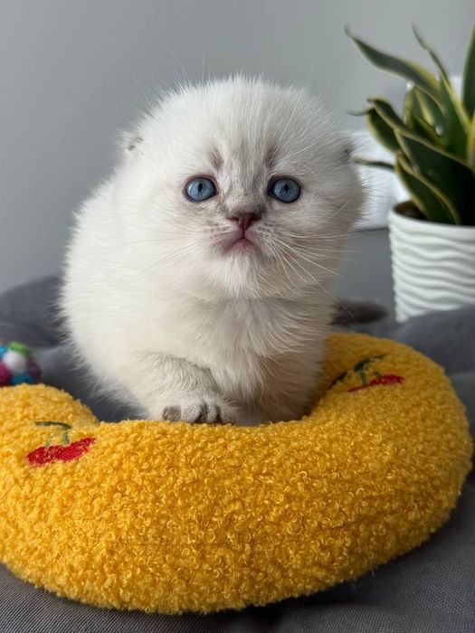 Котята шотландские поинт Scottish 
Scottish fold