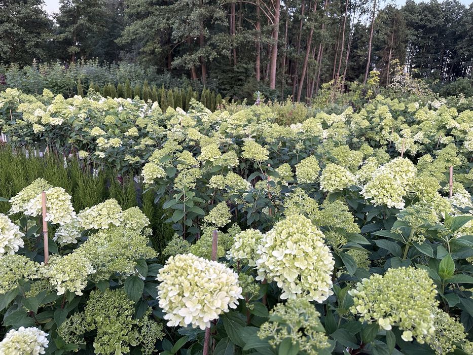 Hortensja na pniu
