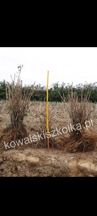 Sadzonki porzeczka czerwona: Rolan, Losan, Jonkheer