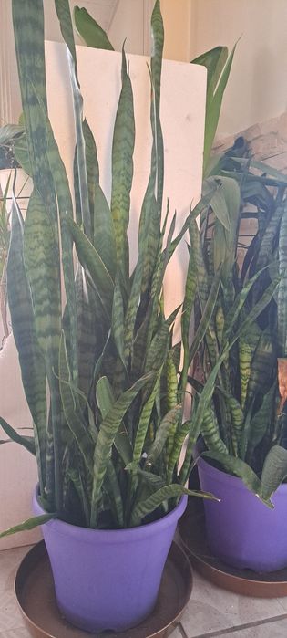 Sansevieria gwinejska  mega wysoka