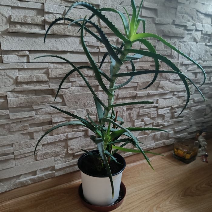 Aloes drzewiasty duży