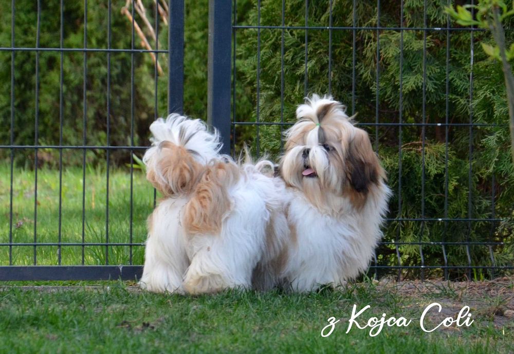 Śliczny piesek shih tzu z rodowodem ZKwP FCI