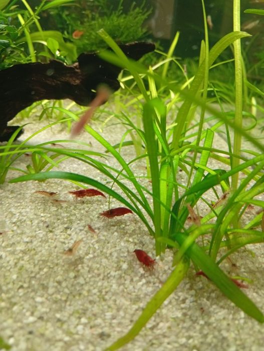 Neocaridinas Red Cherry Juvenis – Boa Qualidade