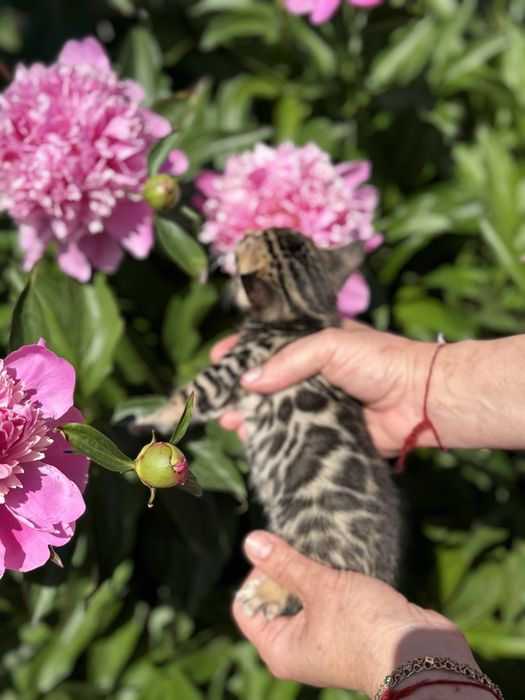 Бенгальські кошенята з документами